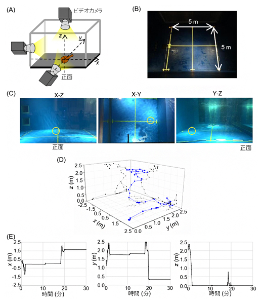 大型水槽中でのシビレエイの挙動調査実験の図