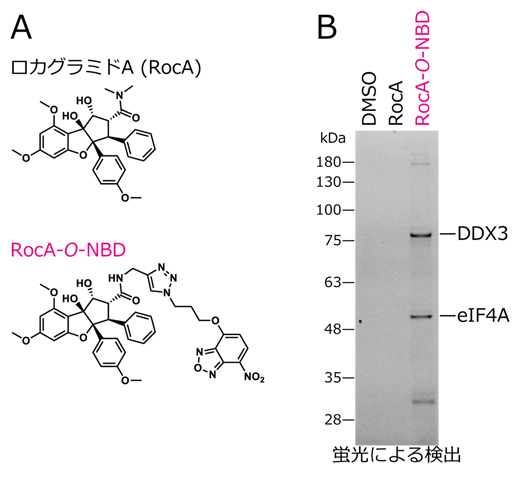RocA-O-NBDによる翻訳開始因子DDX3の同定の図