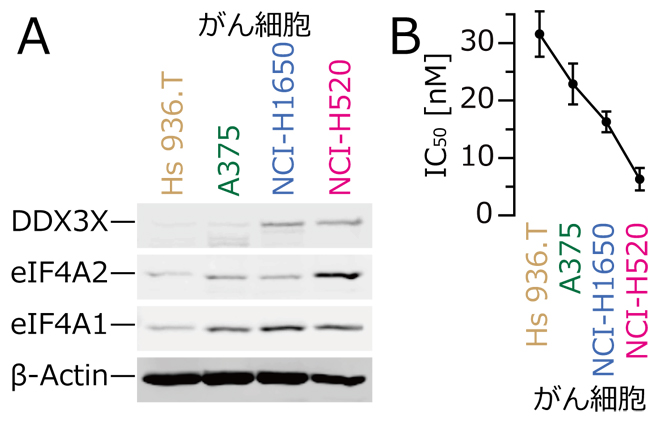 がん細胞におけるロカグラミドA標的タンパク質の発現とがん細胞増殖抑制効果の図