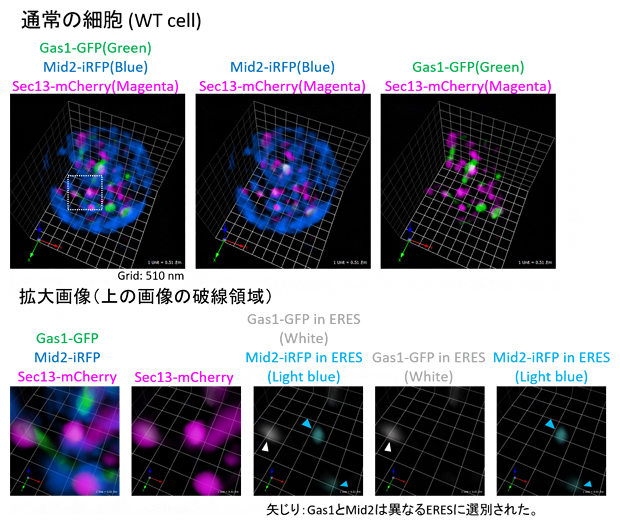 通常の細胞のGas1とMid2の小胞体局在とERESへ選別輸送の図