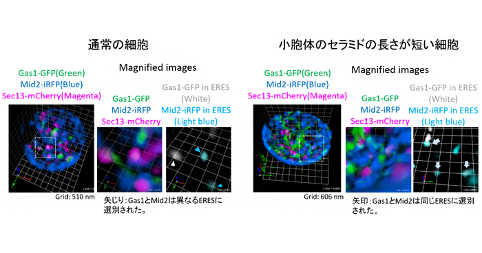 脂質がタンパク質の選別輸送を制御 理化学研究所