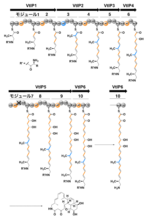 verticilactam(ヴァーティシラクタム)生合成遺伝子と推定生合成経路の図