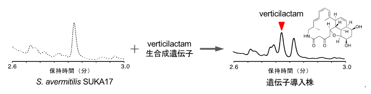 生合成遺伝子の導入によるヴァーティシラクタムの異種生産の図
