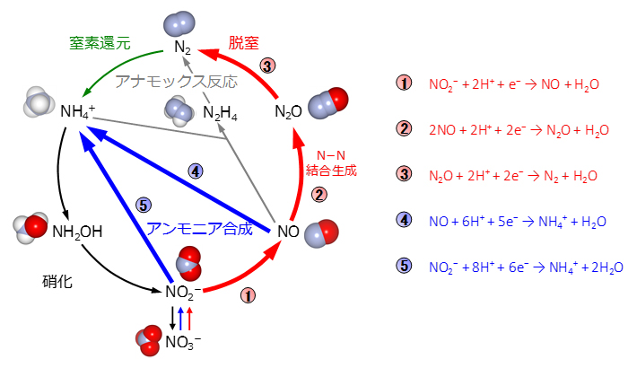 窒素サイクルにおけるN-N結合生成過程の図