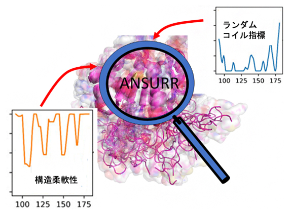 ANSURR法の概念図