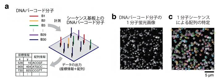 30種類のDNAバーコード分子の空間解析例の図