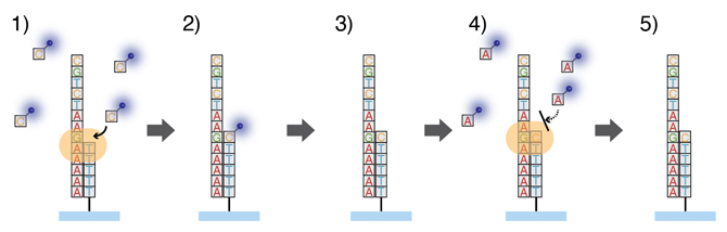 DNAポリメラーゼによる１分子シーケンス反応の図