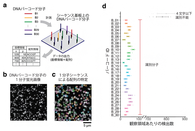 30種類のDNAバーコード分子の空間解析例の図