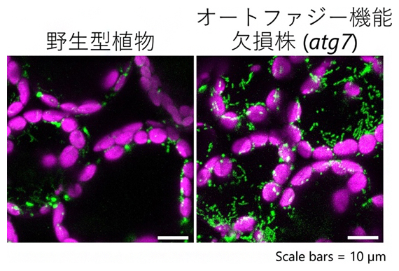 シロイヌナズナの葉で観察したミトコンドリア画像（緑がミトコンドリア）の図