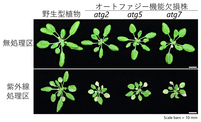 シロイヌナズナのオートファジー機能欠損株の紫外線感受性の図