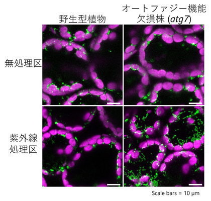 顕微鏡によるシロイヌナズナの葉の細胞の観察画像の図