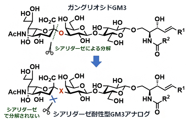 シアリダーゼに分解されないGM3アナログの設計の図