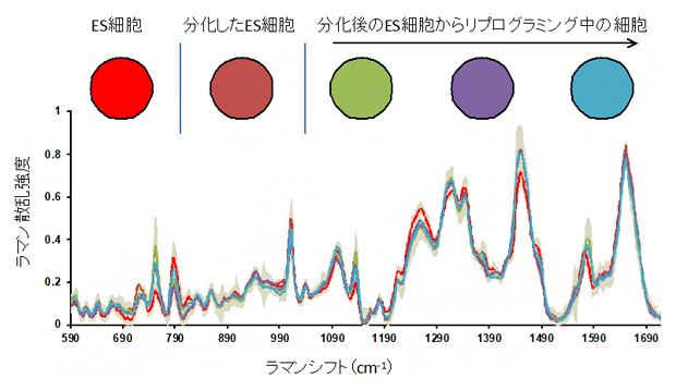 細胞の分化状態を反映するラマン散乱スペクトルの図