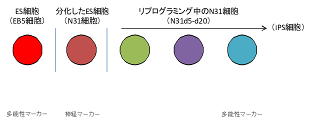 ES細胞の分化とリプログラミングの図