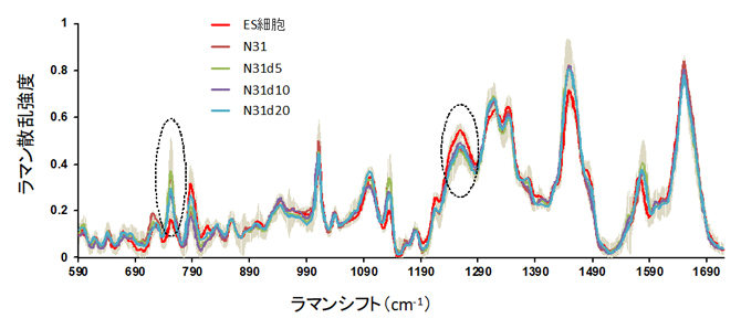 ES細胞とES細胞に由来する細胞のラマン散乱スペクトルの図