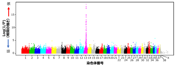 アラニンアミノ基転移酵素（ALT）血中濃度におけるGWASの結果の図