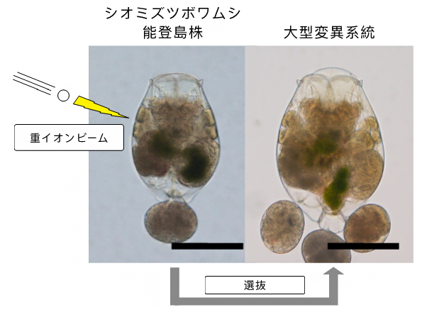 シオミズツボワムシの能登島株と大型変異系統の比較の図