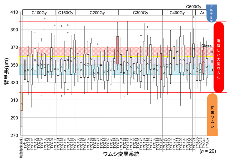 大型変異系統のサイズ分布図の画像