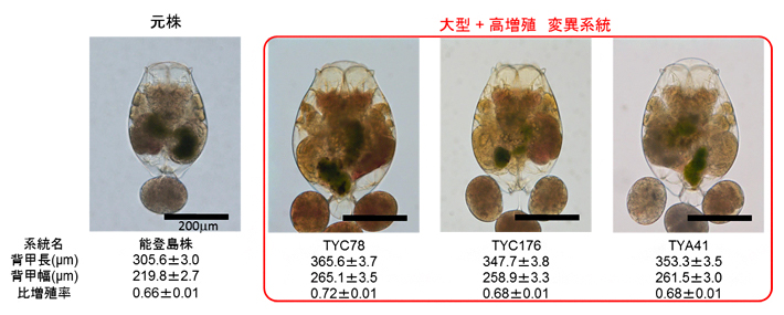 実用化を目指す大型でかつ高増殖のワムシ系統の図