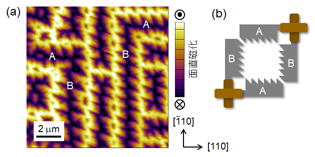 磁気力顕微鏡で観測された試料表面のノコギリ型磁気ドメイン構造の図