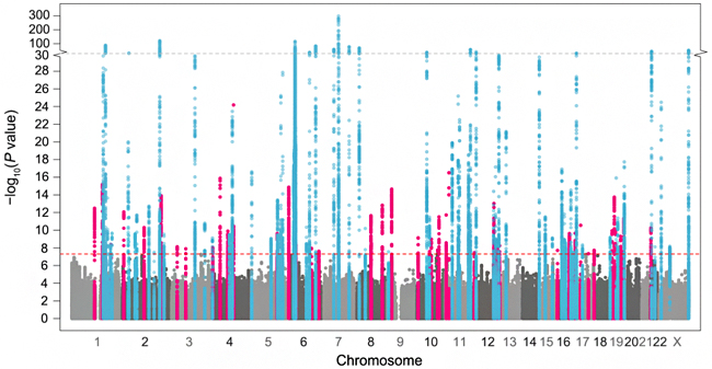 全身性エリテマトーデスにおけるゲノムワイド関連解析(GWAS)の結果の図