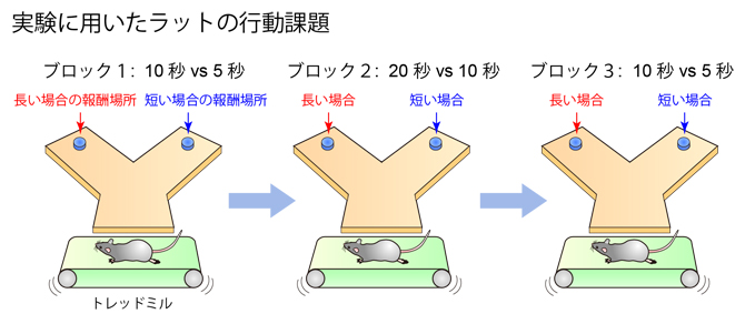 時間の長さの組み合わせが変化する時間弁別課題の図