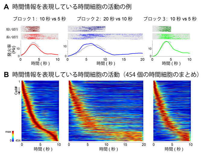 海馬から記録された時間細胞の相対的な時間表現の図