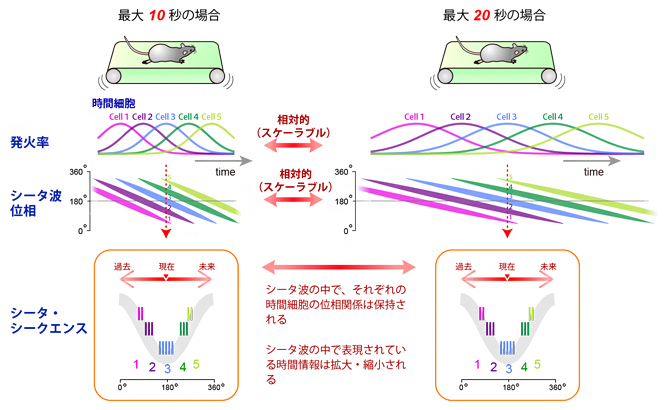 海馬時間細胞の相対的な時間表現の図