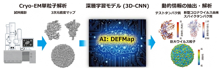 タンパク質の柔らかさ（運動性）を予測するAI：DEFMapの図