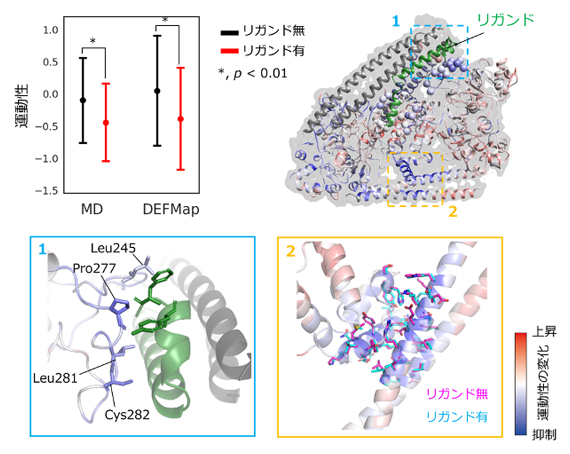 リガンド結合に伴う運動性変化の検出の図