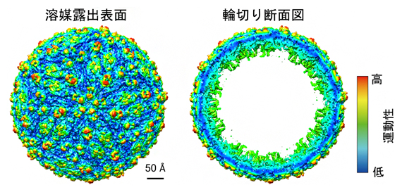 超巨大ウイルス粒子（EMDB ID: EMD-8139）の運動性推定の図