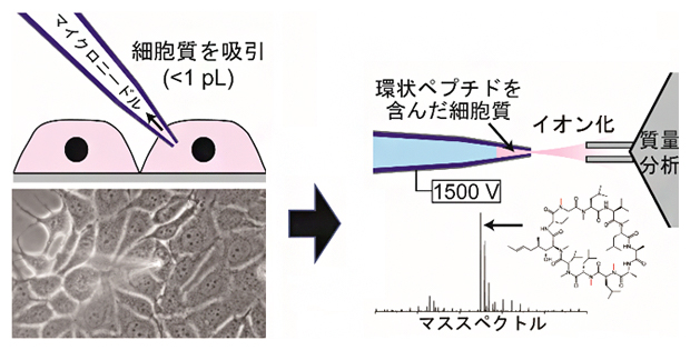 1個の細胞から細胞質のみ抜き取り、環状ペプチドの膜透過性と細胞内濃度を高感度に測定の図