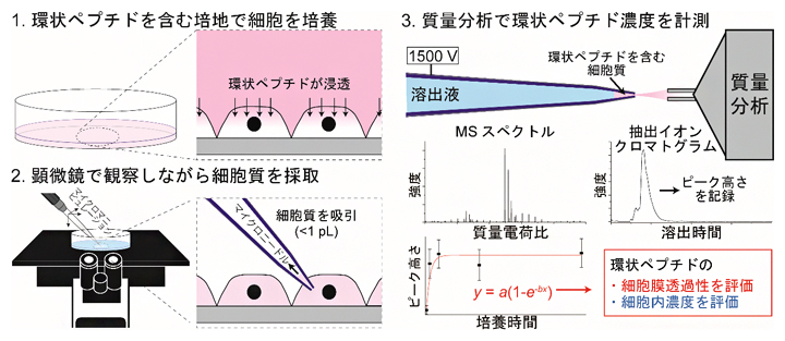 SCC-MS法を用いた細胞内環状ペプチドの計測と細胞膜透過性評価方法の図