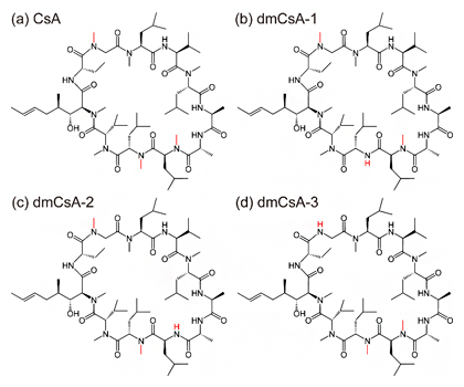 本実験に用いた四つの環状ペプチドの構造式の図