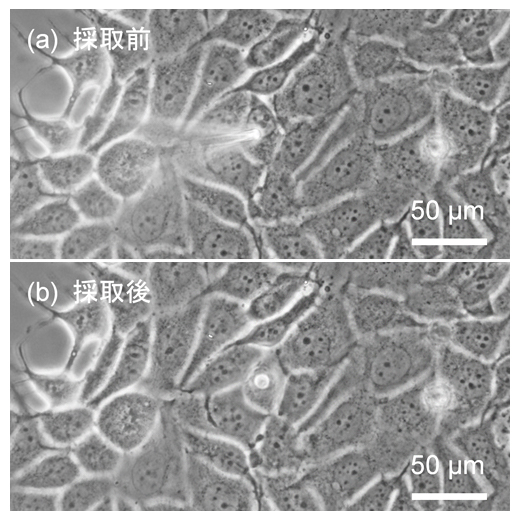 乳がん細胞（MCF-7細胞）からの細胞質採取の様子の図