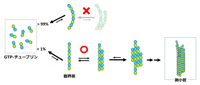 ごく少数の直線状チューブリンオリゴマーだけが、微小管になることができるの図