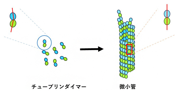 チューブリンダイマーと微小管の構造の図