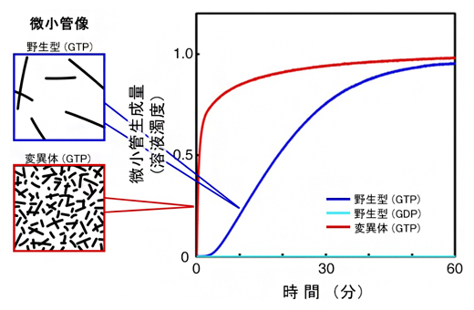 微小管の生成速度の図