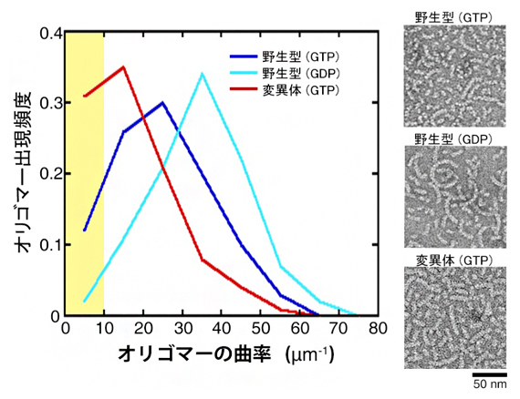 チューブリンオリゴマーの曲率(左)と電子顕微鏡画像(右)の図