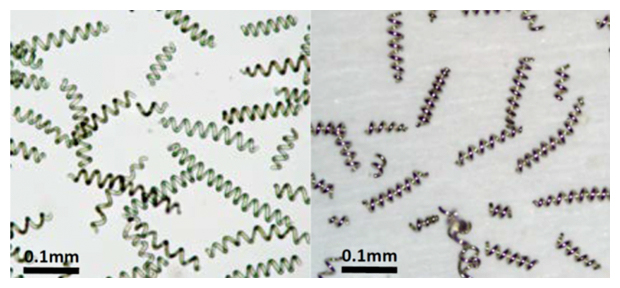 藻類のスピルリナと金属メッキを施したスピルリナの図