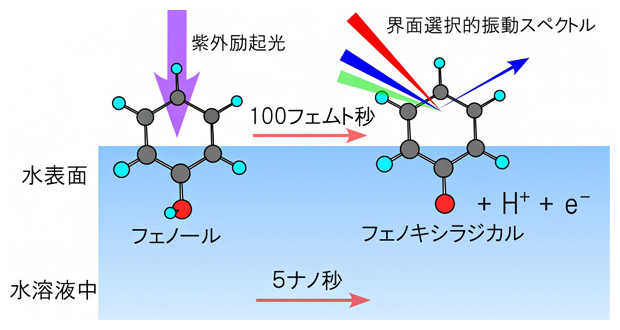 水表面のフェノールの光酸解離反応の概念図の画像