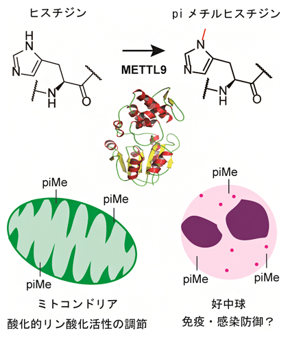 タンパク質ヒスチジン残基のpiメチル化とその生命機能の例の図