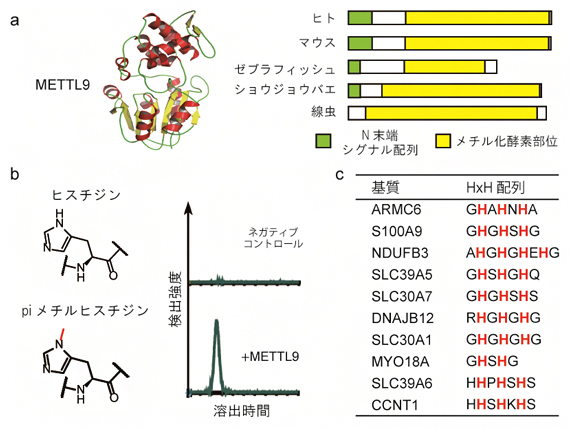 ヒスチジン残基をメチル化する酵素「METTL9」の図