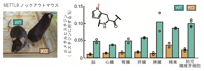 マウス組織中のタンパク質性piメチルヒスチジンの図