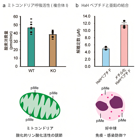 タンパク質ヒスチジンメチル化の生命機能の図