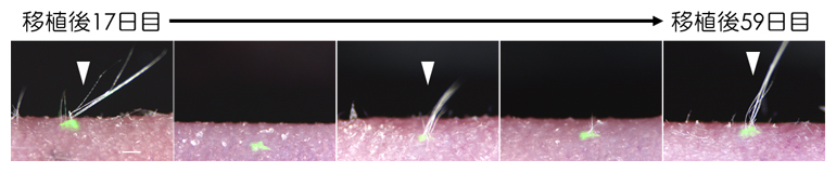 マウス培養毛包上皮性幹細胞による周期的な毛幹（皮膚外に露出している部分、矢尻）の再生の図