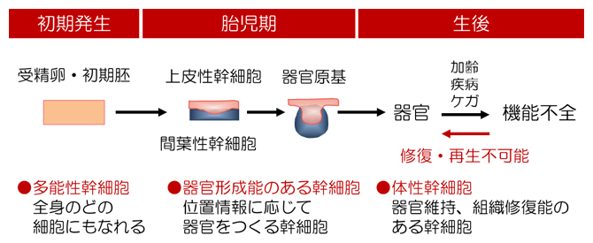 哺乳類における器官発生および維持の概念図の画像