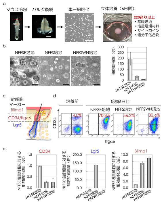 図3 未分化状態を維持する毛包上皮性幹細胞培養法の確立の図