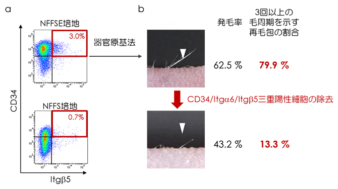 培養後の細胞集団解析とCD34/ Itg 6/Itg 5三重陽性細胞の機能試験の図