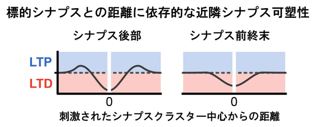 標的シナプスクラスターとの距離間に依存的な近隣シナプス可塑性の図